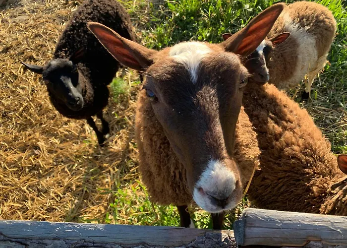 Lomahyppaeys * 纳坦利